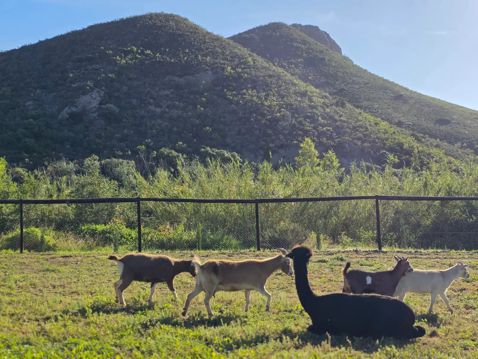 Nigerian dwarf goats walking past a resting black alpaca in the Klawerjas paddock below the Klaasvoogds mountains
