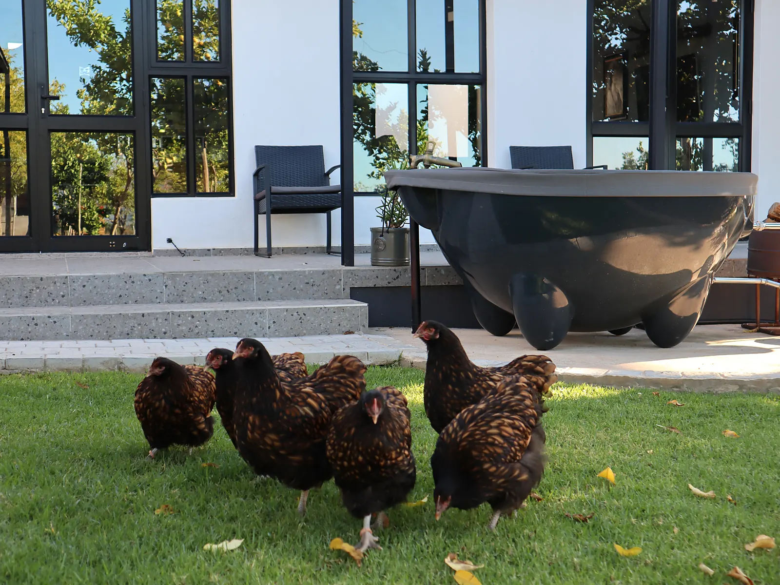 The Tickle Tub hot tub beside Flute Cottage with free-ranging chickens in the garden